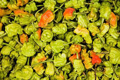 《我的世界》联动《愤怒的小鸟》DLC现已推出